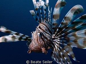 Lionfish at El Quadim , taken with Canon G10 by Beate Seiler 